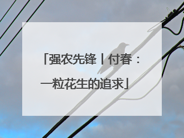 强农先锋丨付春：一粒花生的追求